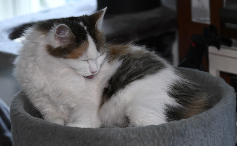 Sibirisk katt Tracie